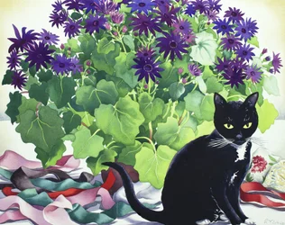 Plante Senetti et chat